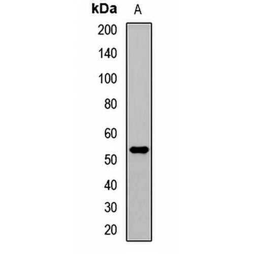 TRAF4 Rabbit Polyclonal Antibody