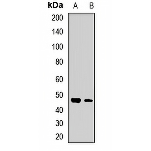 Connexin 45 Rabbit Polyclonal Antibody