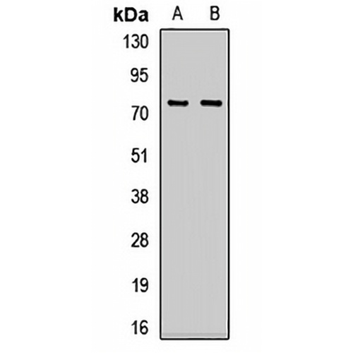 OGFR Rabbit Polyclonal Antibody