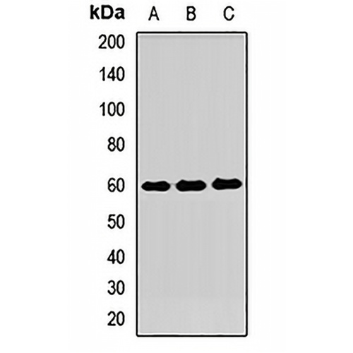 CD275 Rabbit Polyclonal Antibody