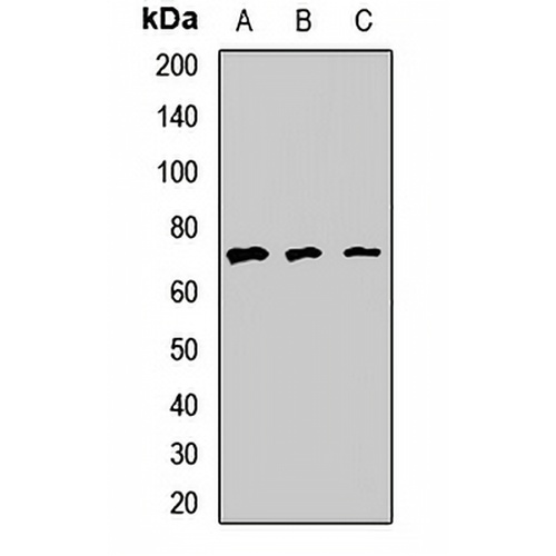 PKC nu Rabbit Polyclonal Antibody
