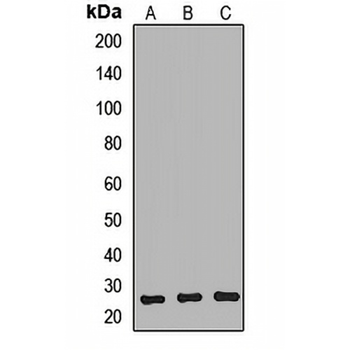 NTMT1 Rabbit Polyclonal Antibody