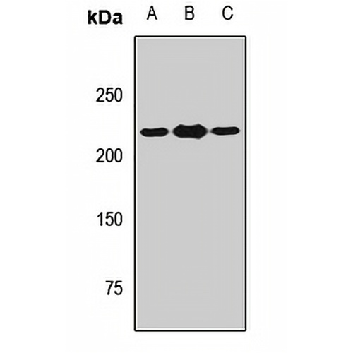 THADA Rabbit Polyclonal Antibody