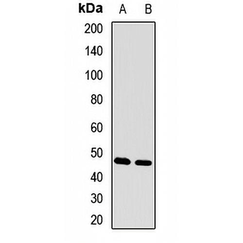 FOXN2 Rabbit Polyclonal Antibody