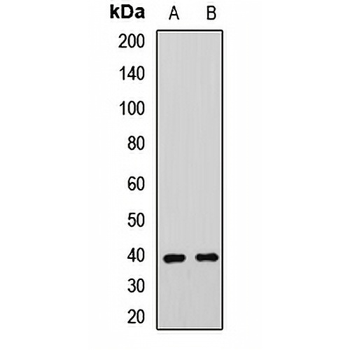 RSRC1 Rabbit Polyclonal Antibody