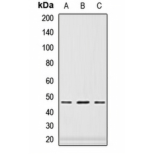 PAX6 Rabbit Polyclonal Antibody