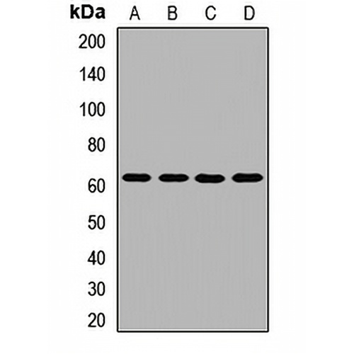 ZNF20 Rabbit Polyclonal Antibody