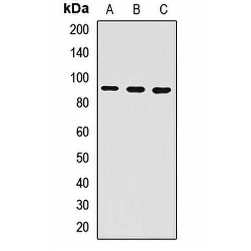 IWS1 Rabbit Polyclonal Antibody