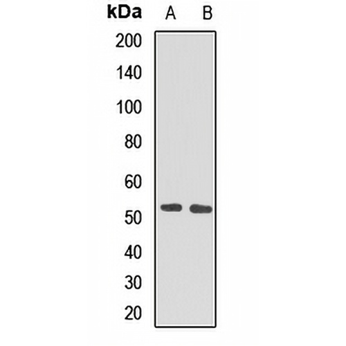 PPAN Rabbit Polyclonal Antibody