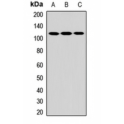 CARD12 Rabbit Polyclonal Antibody