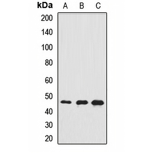 RASSF5 Rabbit Polyclonal Antibody
