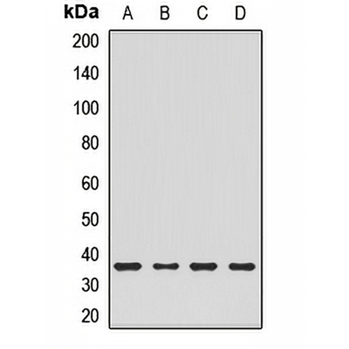 CHMP4B Rabbit Polyclonal Antibody
