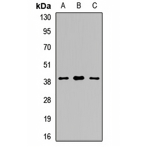 SIRT6 Rabbit Polyclonal Antibody