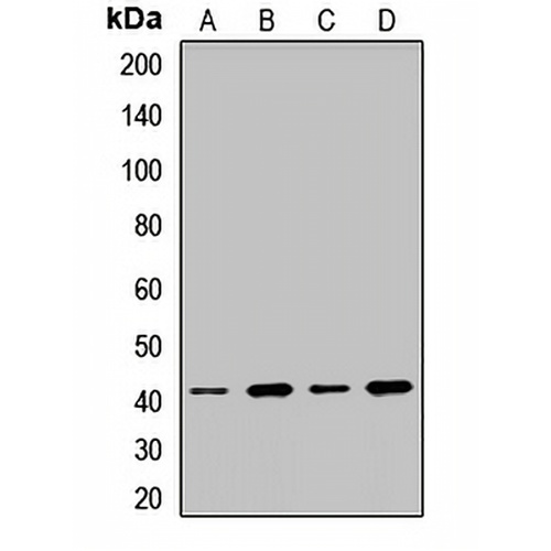 SH3GL1 Rabbit Polyclonal Antibody