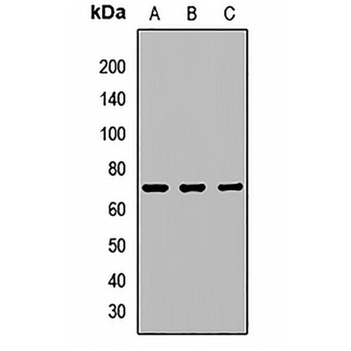 IL-21R Rabbit Polyclonal Antibody