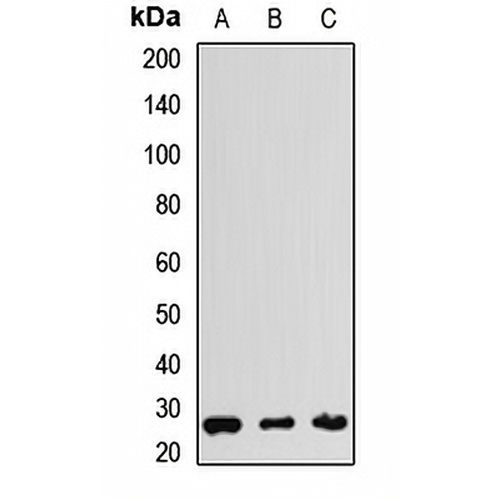 THAP1 Rabbit Polyclonal Antibody