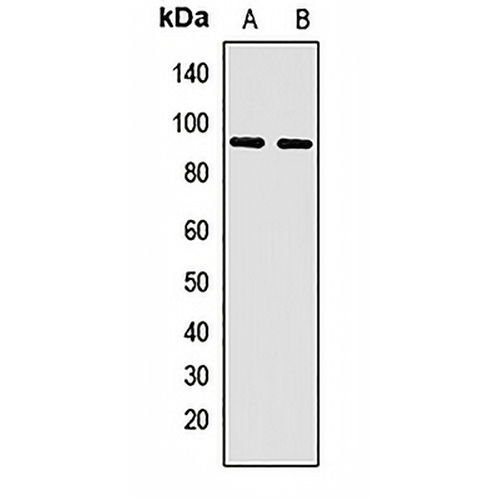 PCDHA13 Rabbit Polyclonal Antibody