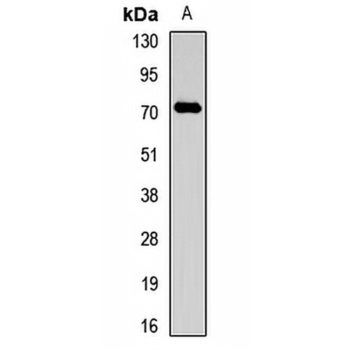 SPAG16 Rabbit Polyclonal Antibody