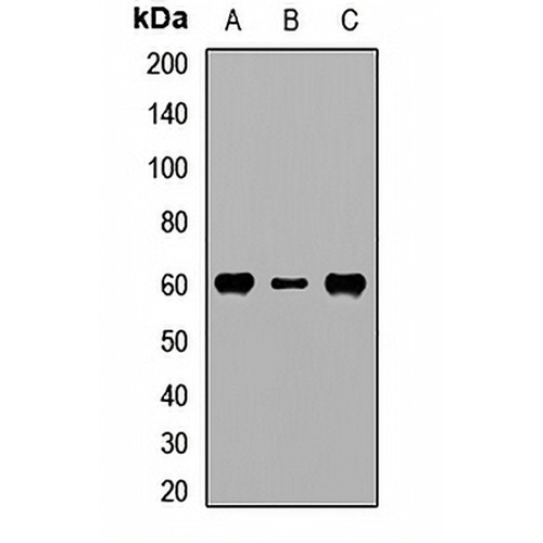 RPS6KL1 Rabbit Polyclonal Antibody