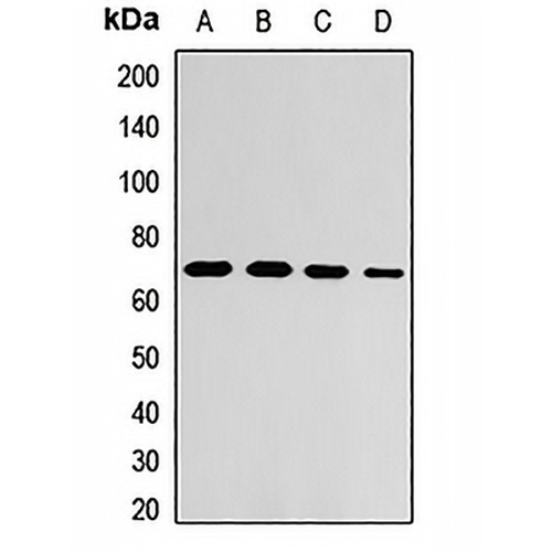 ZNF169 Rabbit Polyclonal Antibody