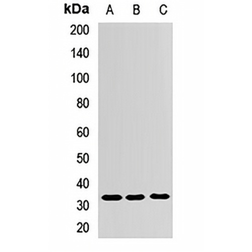 ZNF346 Rabbit Polyclonal Antibody