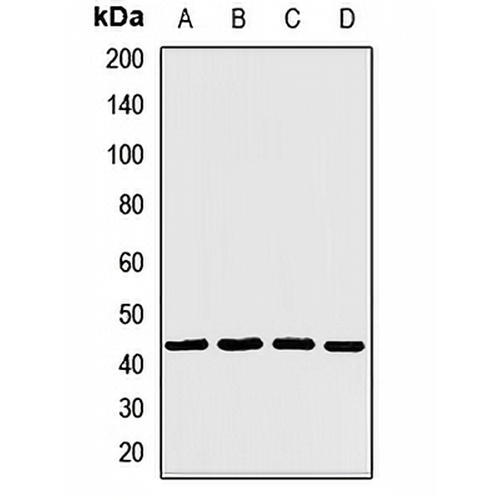 CaMK1 delta Rabbit Polyclonal Antibody