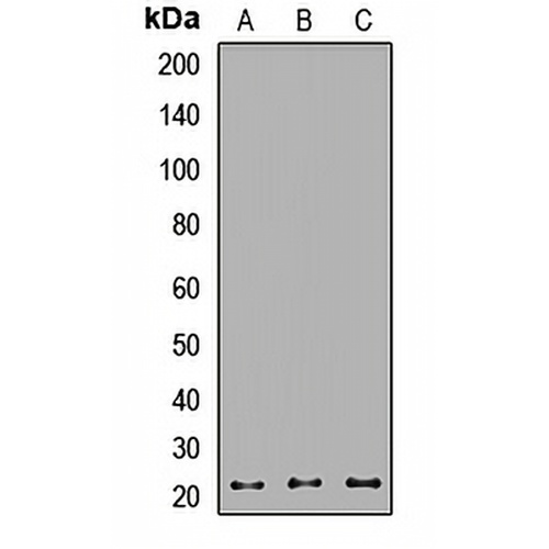 RAB1B Rabbit Polyclonal Antibody