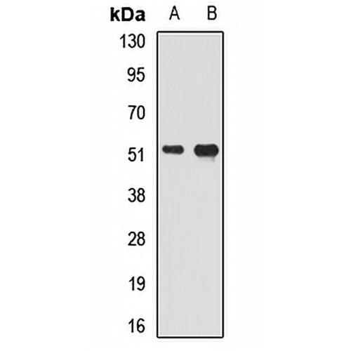 SMAD9 Rabbit Polyclonal Antibody