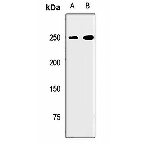 Myosin 7 Rabbit Polyclonal Antibody
