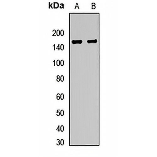 NLP Rabbit Polyclonal Antibody