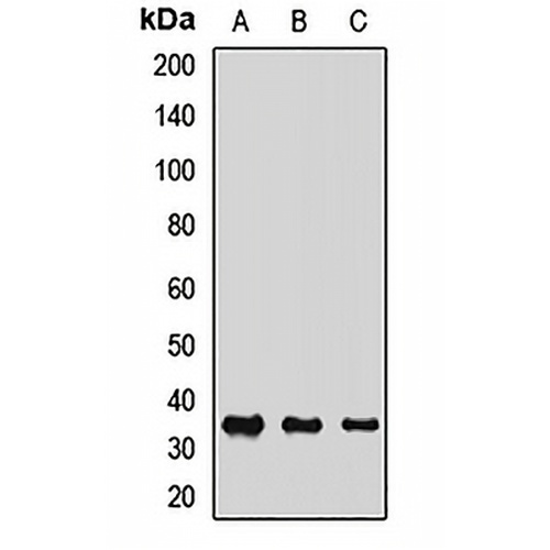 COSMC Rabbit Polyclonal Antibody