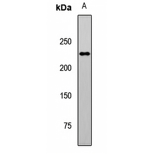 FANCM Rabbit Polyclonal Antibody