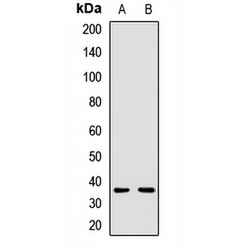 TSARG2 Rabbit Polyclonal Antibody