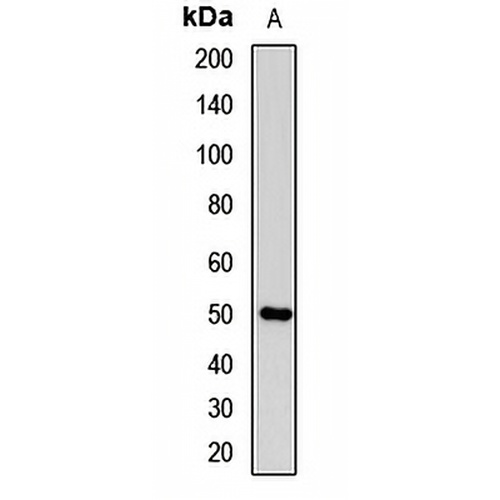 SHH Rabbit Polyclonal Antibody