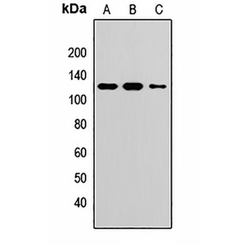 Topoisomerase 1 Rabbit Polyclonal Antibody