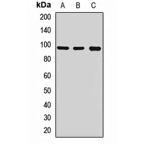 TRPC3 Rabbit Polyclonal Antibody