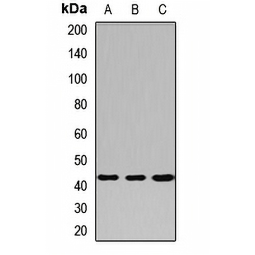 PRMT6 Rabbit Polyclonal Antibody