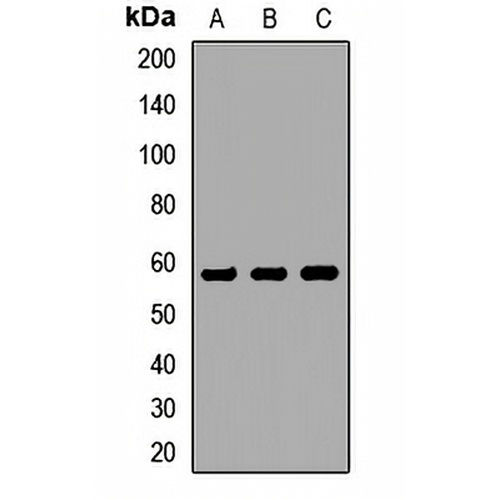 CHRNG Rabbit Polyclonal Antibody