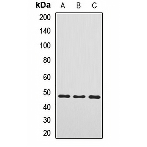 PDK3 Rabbit Polyclonal Antibody