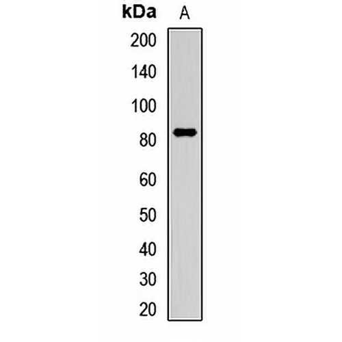 LEPREL1 Rabbit Polyclonal Antibody