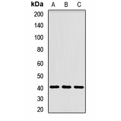 ADH gamma Rabbit Polyclonal Antibody