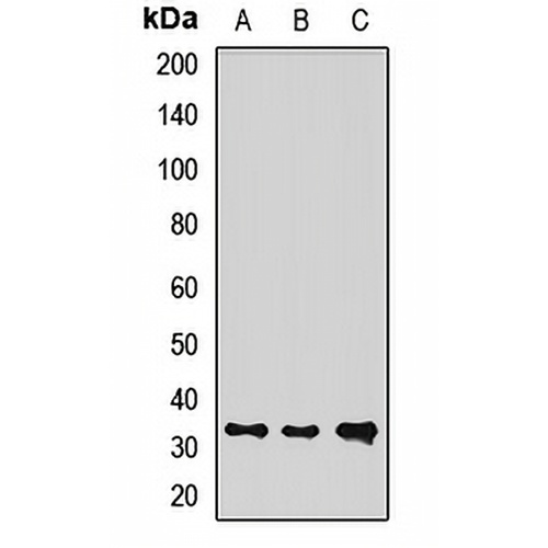 REDD1 Rabbit Polyclonal Antibody