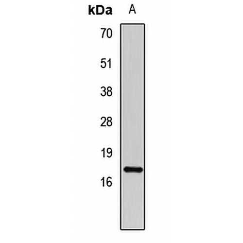 Caveolin 3 Rabbit Polyclonal Antibody