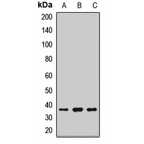 PRPS1 Rabbit Polyclonal Antibody