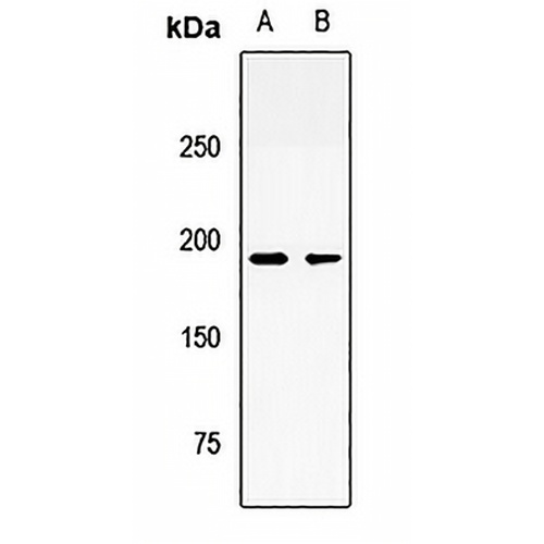 Ninein Rabbit Polyclonal Antibody
