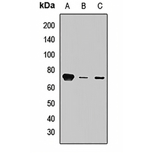 Synip Rabbit Polyclonal Antibody