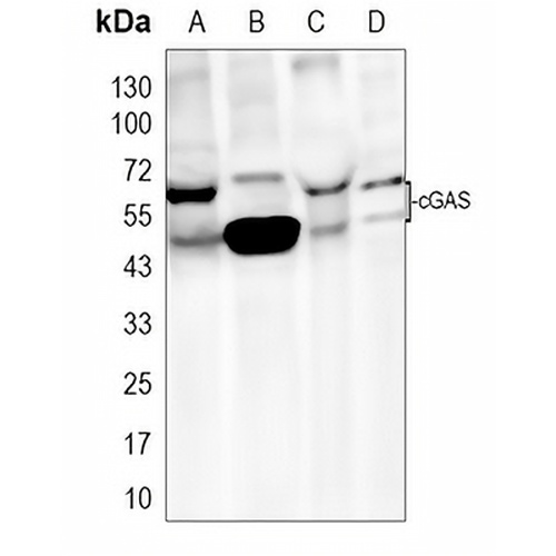 cGAS Rabbit Polyclonal Antibody