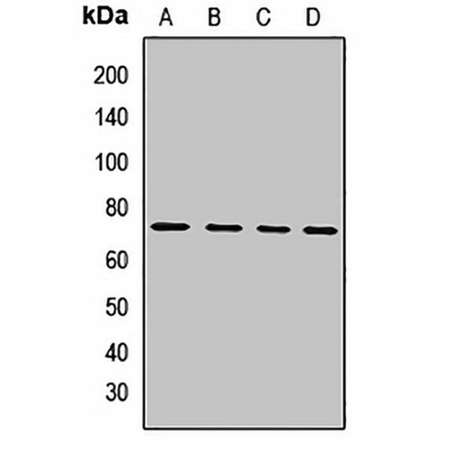 IL-4I1 Rabbit Polyclonal Antibody