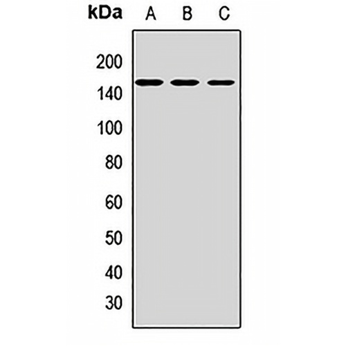 CD163 Rabbit Polyclonal Antibody