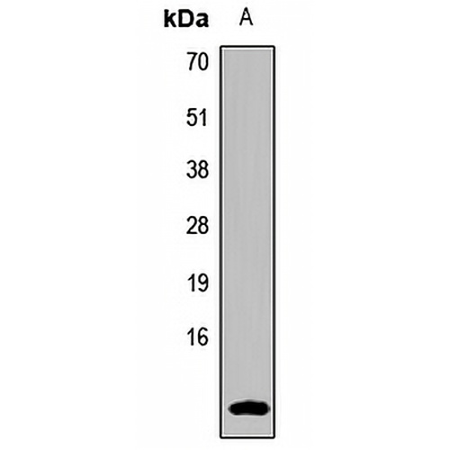 Uroguanylin Rabbit Polyclonal Antibody